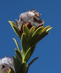 Leucadendron dubium