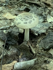Amanita