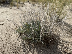Oreocarya suffruticosa