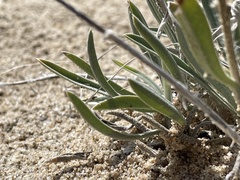 Oreocarya suffruticosa
