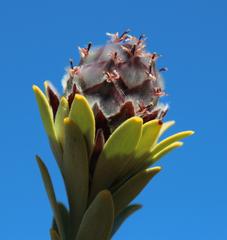 Leucadendron dubium