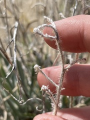 Oreocarya suffruticosa