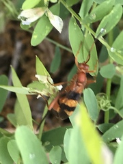 Compsocryptus texensis