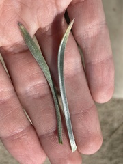 Oreocarya suffruticosa