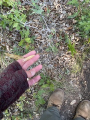 Calochortus gunnisonii
