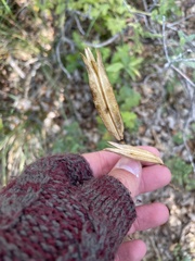 Calochortus gunnisonii