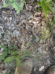 Calochortus gunnisonii
