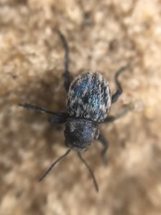 Graphops comosa