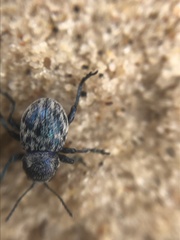 Graphops comosa