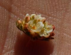 Psammotropha