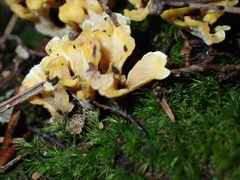 Spathulariopsis velutipes