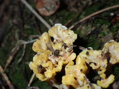Spathulariopsis velutipes
