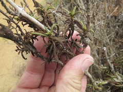 Neolasioptera mimuli