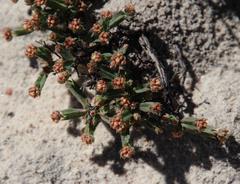 Psammotropha