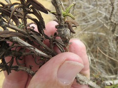 Neolasioptera mimuli