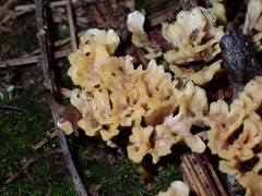 Spathulariopsis velutipes