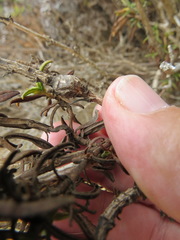 Neolasioptera mimuli