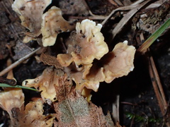 Spathulariopsis velutipes
