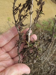 Neolasioptera mimuli