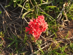 Glandularia peruviana