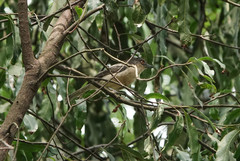 Dryoscopus gambensis