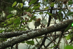 Phylloscopus laetus
