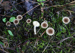 Lactarius griseus