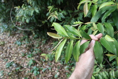 Ardisia bakeri