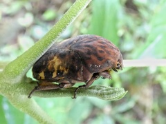 Gymnetis cupriventris kerremansi