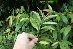 Ardisia bakeri