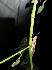 Stenocatantops cornelii