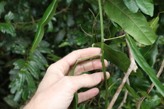 Carronia multisepalea