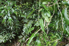 Carronia multisepalea