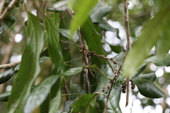 Carronia multisepalea