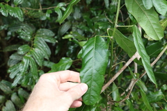 Carronia multisepalea