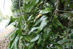 Carronia multisepalea