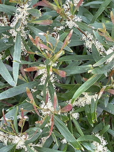 Willow-leaved hakea