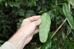 Carronia multisepalea