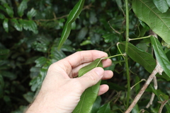 Carronia multisepalea