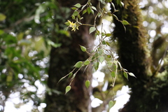 Dendrobium pugioniforme