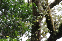 Dendrobium pugioniforme