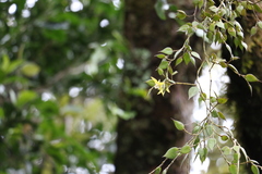 Dendrobium pugioniforme