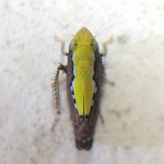 Scaphytopius sulphureus