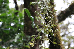 Dendrobium pugioniforme