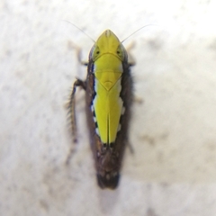 Scaphytopius sulphureus
