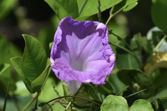Ipomoea indica image