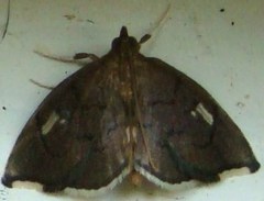 Perispasta caeculalis