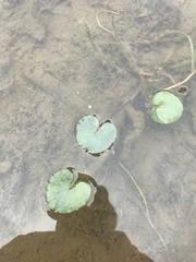 Ornduffia reniformis