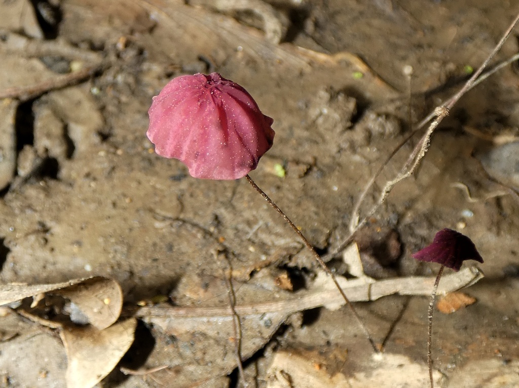 Marasmius haematocephalus