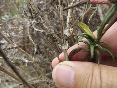 Neolasioptera mimuli